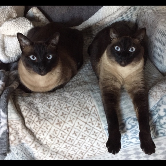 Meet your Posher, Nicole - Picture 3 of 5